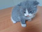 Котята от британской кошки объявление продам