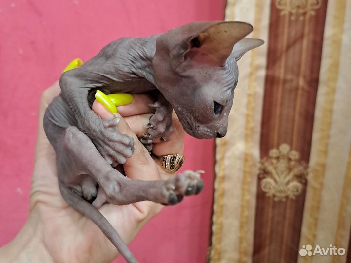 Канадский сфинкс котенок