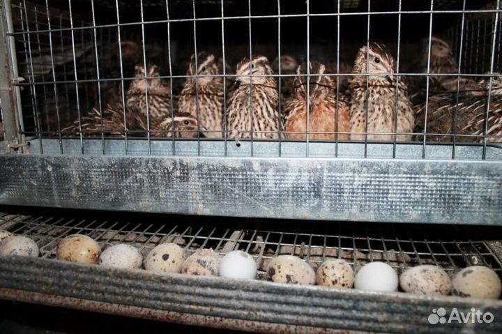 Яйца перепелиные