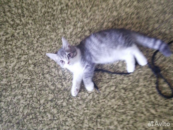 Котята домашние