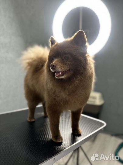 Груминг, стрижка собак и кошек