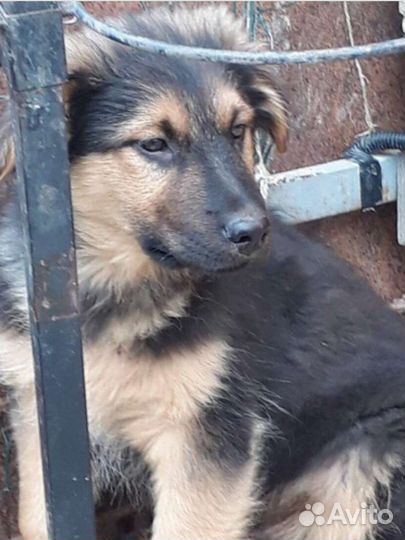 Нужен хозяин