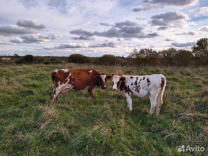 Корова Айширская племенная, стельная, безрогая