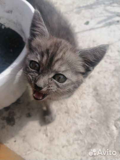 Котёнок ищет дом