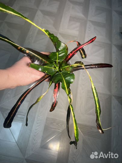 Кротон