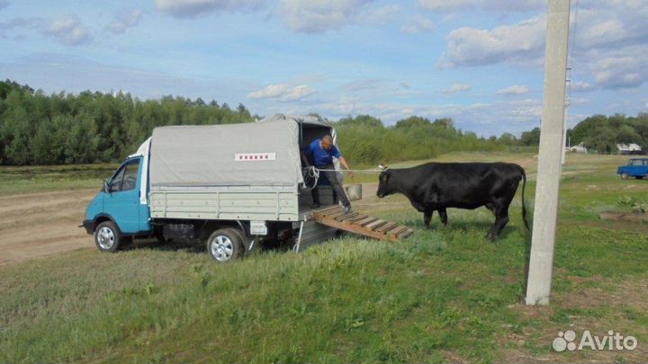 Перевозка скота