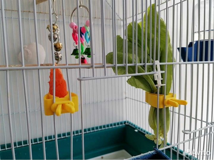 Пара попугаев и большая клетка