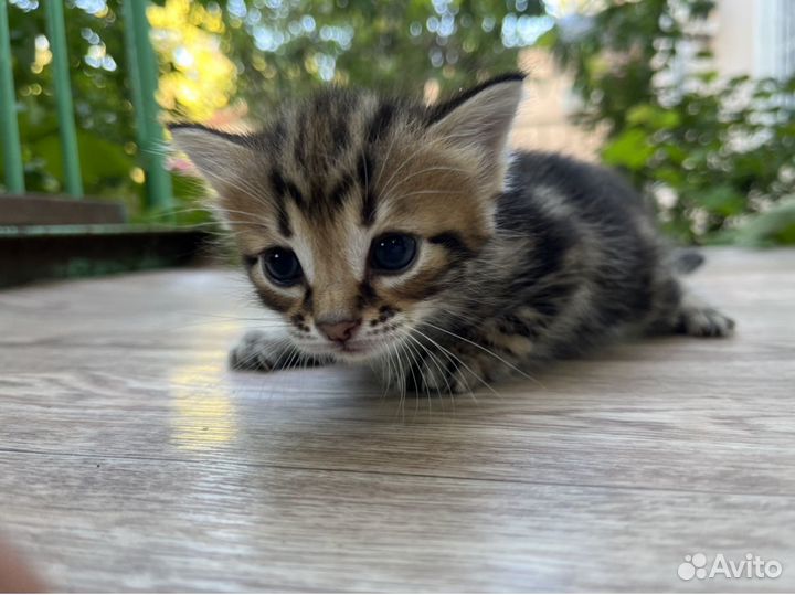 Котята в добрые руки бесплатно