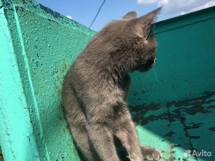 Котёнок руской голубой