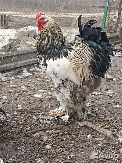 Петух Кохинхин