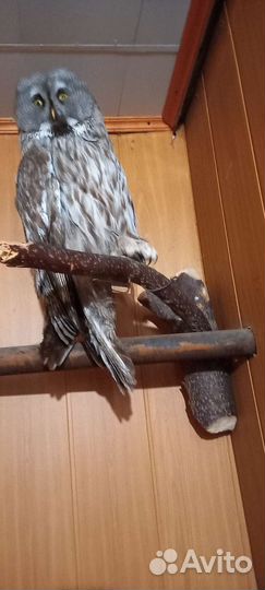 Чучело совы