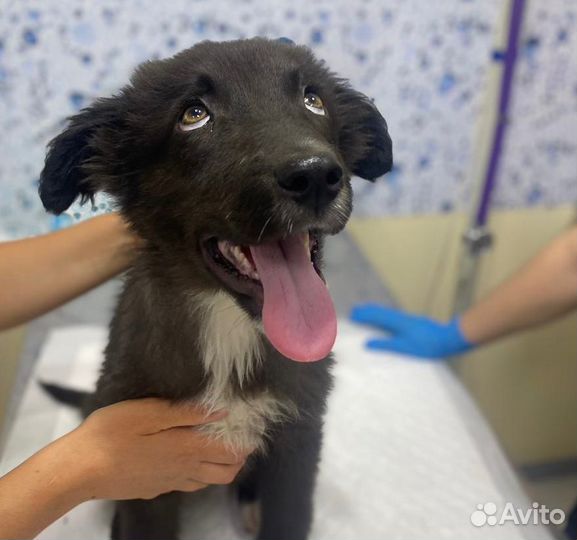 Щенок гигант