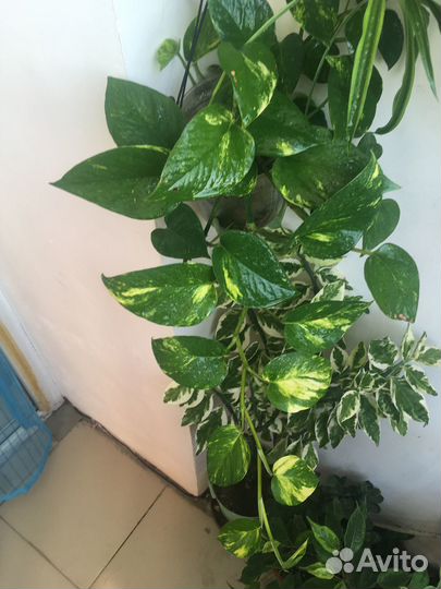 Спиндапсус, педилантус