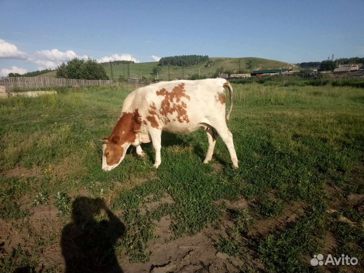 Корова дойная