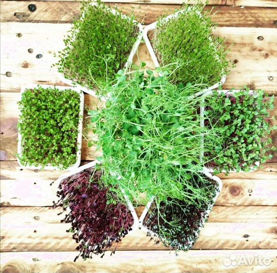 Продам микрозелень горошек,редис