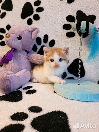 Котята в добрые руки мальчики