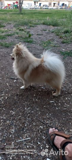 Шпиц мини девочка