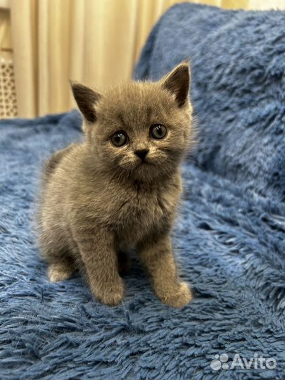 Британские котята