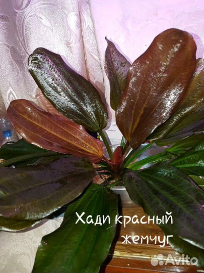 Сортовые Эхинодорусы