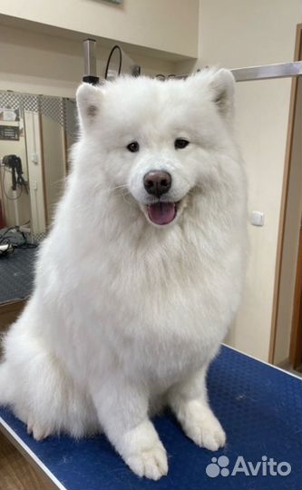 Уход за животными