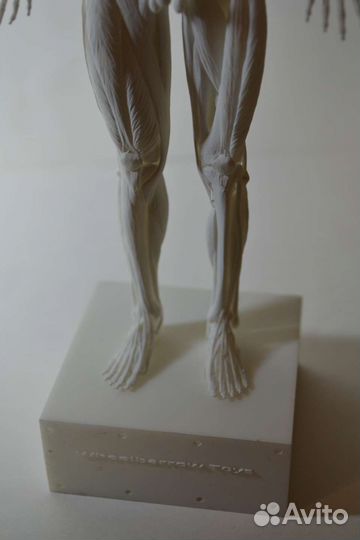 Экорше 27см(модель человека без кожи)