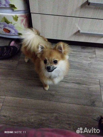 Микро мини шпиц