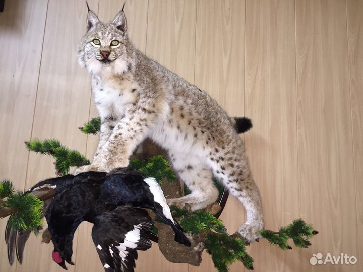 Услуги таксидермии