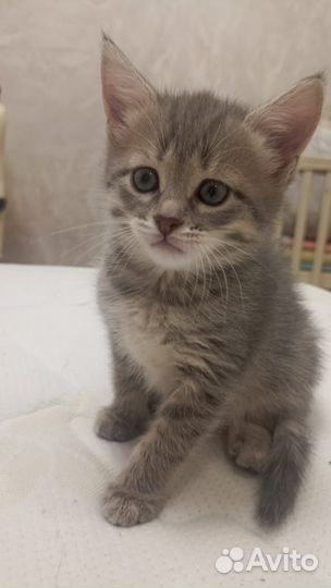 Котёнок