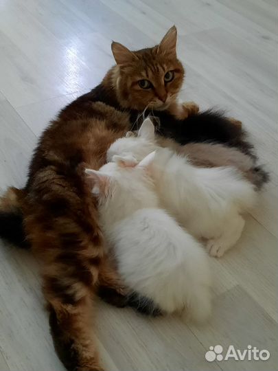 Курильский бобтейл