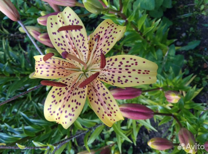 Лилии в луковица и другие цветы для посадки