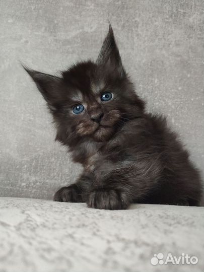 Мейн-кун черный дым