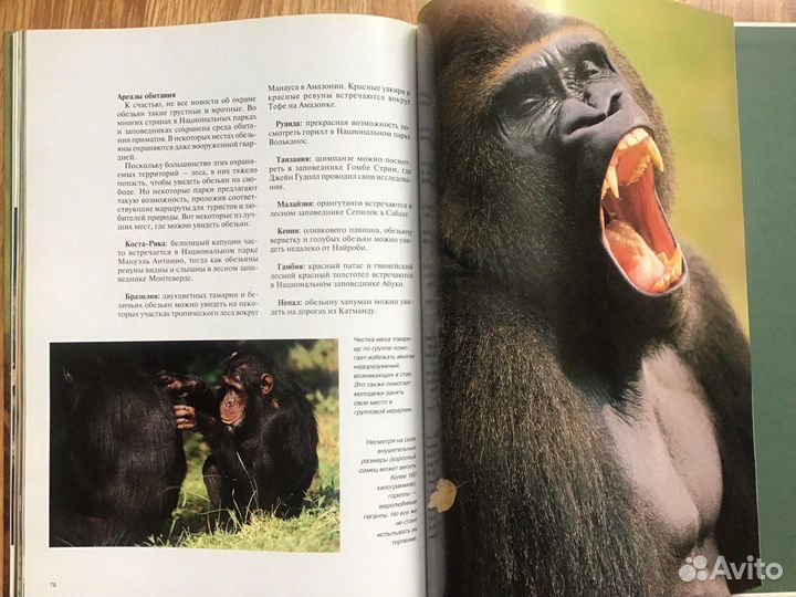 Обезьяны. Пол Стерри