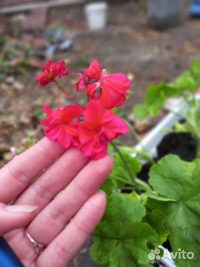 Пеларгония герань