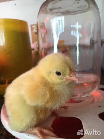 Цыплята бройлеры 