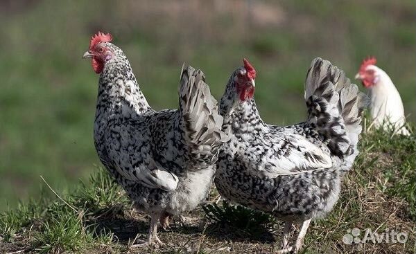 Пушкинская порода суточные цыплята