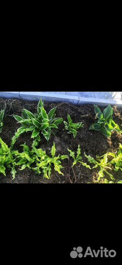 Хоста растение