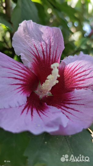 Сортовые сирийские гибискусы