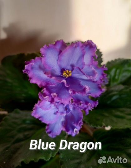 Фиалка Blue Dragon