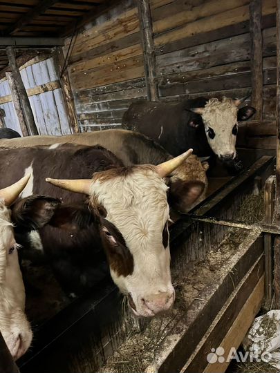 Быки на мясо