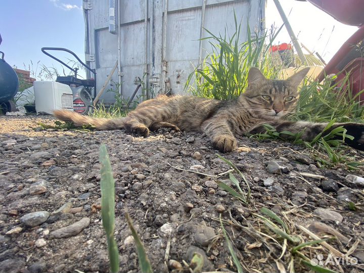 Отдам кота в добрые руки Казань