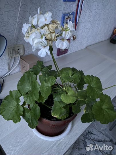 Пеларгония герань