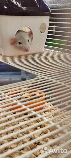 Крыса с клеткой