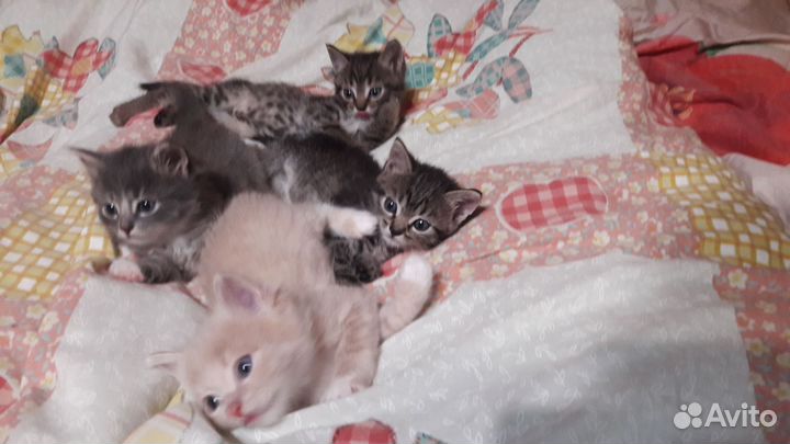 Котята в добрые руки даром