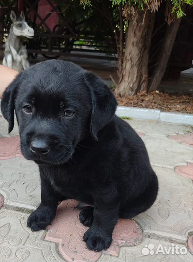 Щенки лабрадора