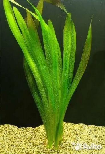 Аквариумные растения разные