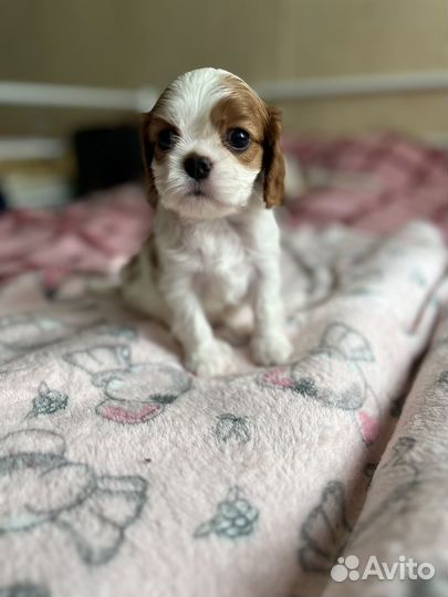 Кавалер Кинг чарльз спаниель девочка