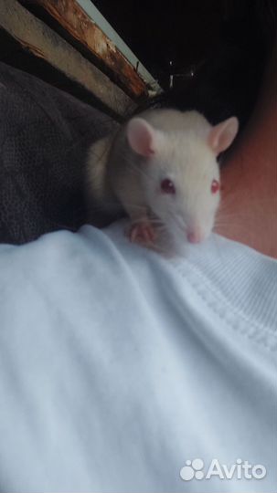 Крысы девочки, мама и дочь