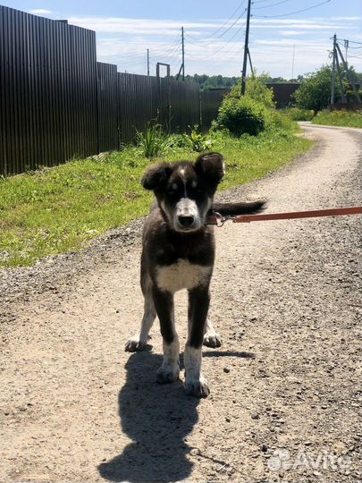 Щенок в добрые руки