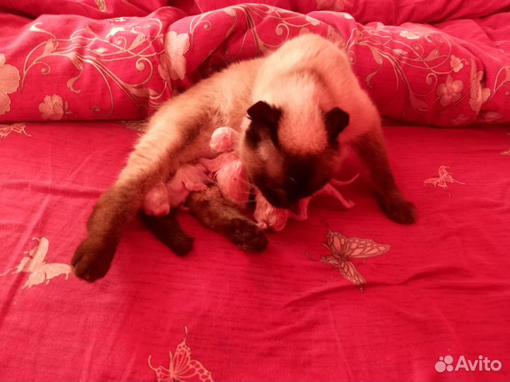 Тайские сиамские котята