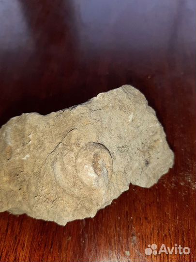 Окаменелости